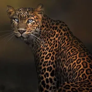 aide a personne pour vos aîné 