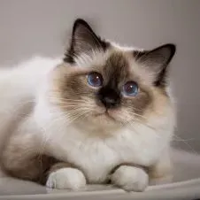 Le paradis des animaux ! 