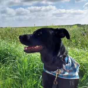 Pet-Sitter pour toute sorte d'animaux