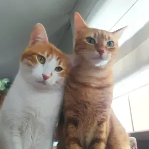 Cuidador gatos a domicilio en Segovia