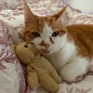 Recherche Petsitter chat