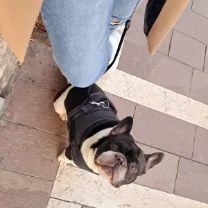 Cerco un petsitter vicino a me