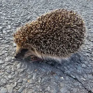 Cherche 2eme famille pour une garde partagée