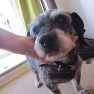 Recherche aide ménagère