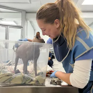 Vet Assistant taking care of your pet!!