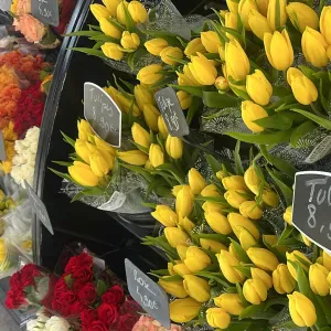 Pet-sitter étudiante sur Marseille