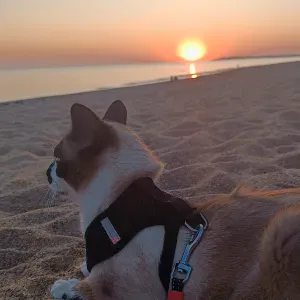 Super pet-sitteur amoureuse des animaux !