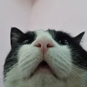 Pet sitter/walker in your area!