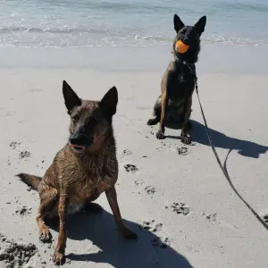 Offre d'emploi pour un(e) petsitter à Sanary-sur-Mer