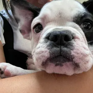 Pet sitting in Valencia / Cuidadora de perros en valencia
