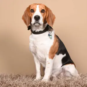 Garder mon chien 2 jours de suite par semaine