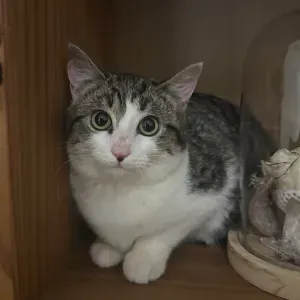 Pet sitter Charleroi ( alentour ) 