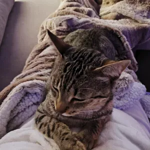 Pet sitting em Castelo Branco.