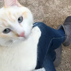 Garde d'animaux pendant vos vacances