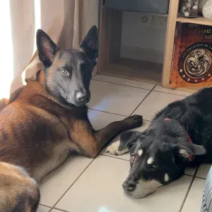 pet Sitter disponible tous les jours a partir de 11 heure 