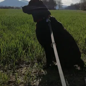 Pension canine (Rox'Educ à Scherwiller) 