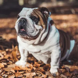 Pet-Sitter à Pavilly, Barentin et Tôtes