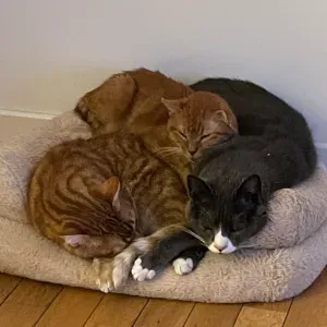 Je cherche un(e) petsitter près de chez moi