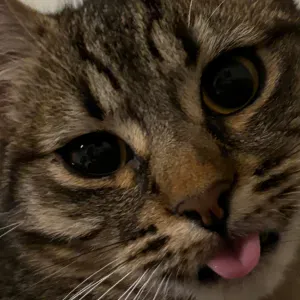 Pet-sitter passionnée & expérimentée sur Tours