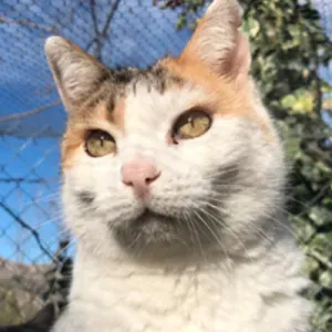 Suplencia temporal Santuario Felino