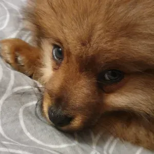 ☺️ Pet-Sitter autour de Rouen 