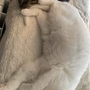 Pulizia , stiro a Voghera..... 