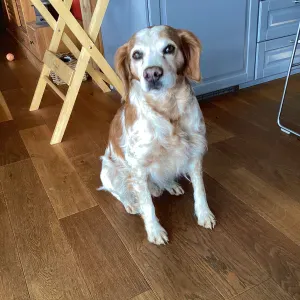 Recherche garde chien