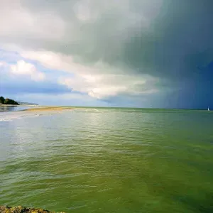 J ai toujours eu des Chiens, berger hollandais, Malinois 