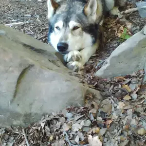 Cerco lavoro come badante part time 