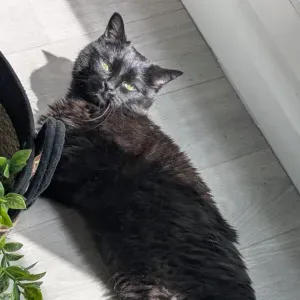 Garde d'animaux à Villemomble 