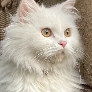 Pet-sitter à maurepas et les alentours 