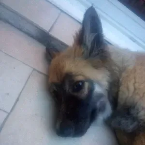 Pet-sitter a Bollene et ces environs 