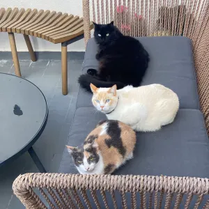 Busco a alguien que cuide de mi gato.