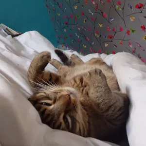 Pet-Sitter à Paris ! Amoureuse des animaux :)