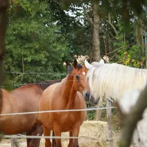 Pet-sitter sur la Rochelle et au alentour 