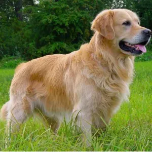 Femmes de ménage sur thorée les pins 