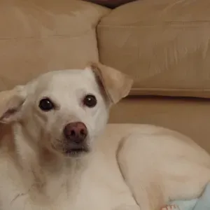 Passeio de cão senior em Alverca