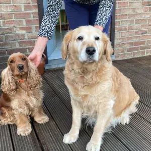 Recherche personne pour visiter 2chiens occasionnellement 