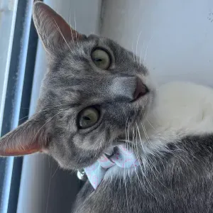 🐾 Garde d'animaux à domicile 🐾