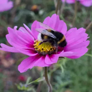 Aide ménagère – CESU – Saint-Aubin et alentours