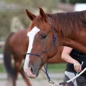 Recherche femme de ménage