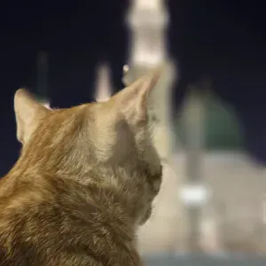 Adjointe d'animation directrice Périscolaire 