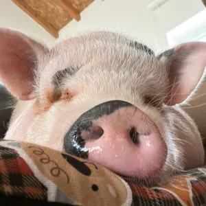 Petsitter Porquinho Bacon 🐷
