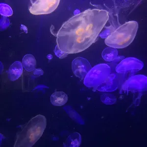 baby-sitter solaire et appliquée dans son travail 