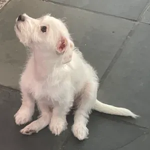 Pets sitter codinome beija flor.