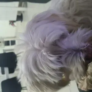 Cherche personne pour garder mon chien