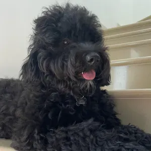 House Keeper and walking my puppy in  Vale do Garrão 