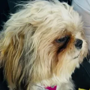 Busco cuidador de mascotas en Vilanova de Meià