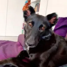 Richiesta petsitter per lupa di 24kg, zona Bovisasca