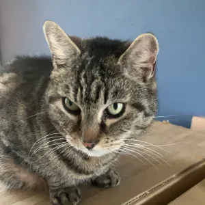 Je cherche une femme de menage